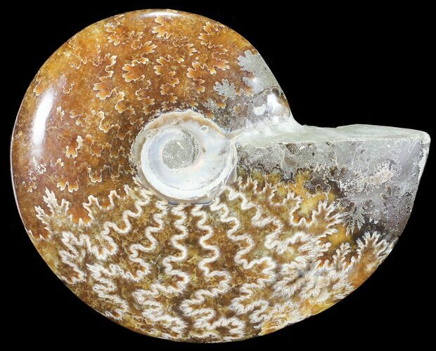Polished, Agatized Ammonite (Cleoniceras) - Madagascar #54534